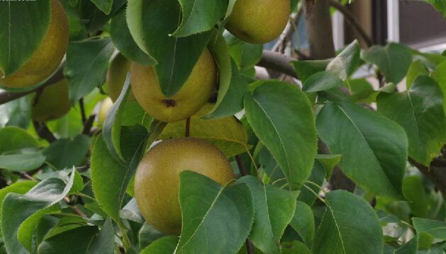  p>麻梨(学名: i>pyrus serrulata  /i> rehd.