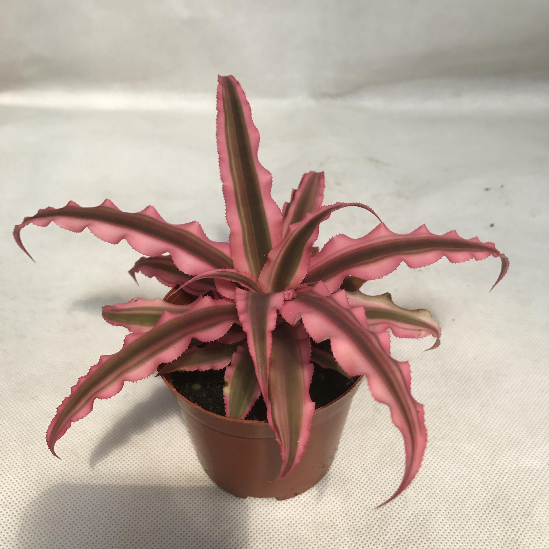 p>姬凤梨(学名: i>cryptanthus acaulis /i> (lindl.