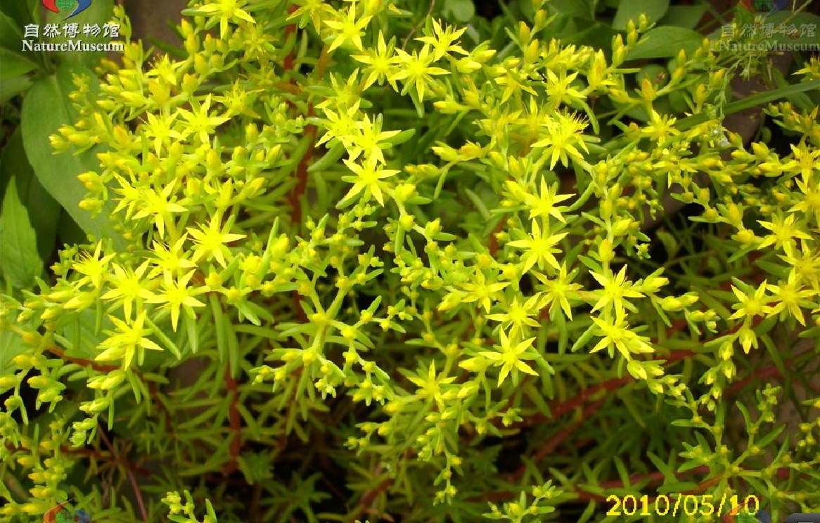  p>多年生草本.种子细小,长圆形,无翅,表面有乳头状突起.