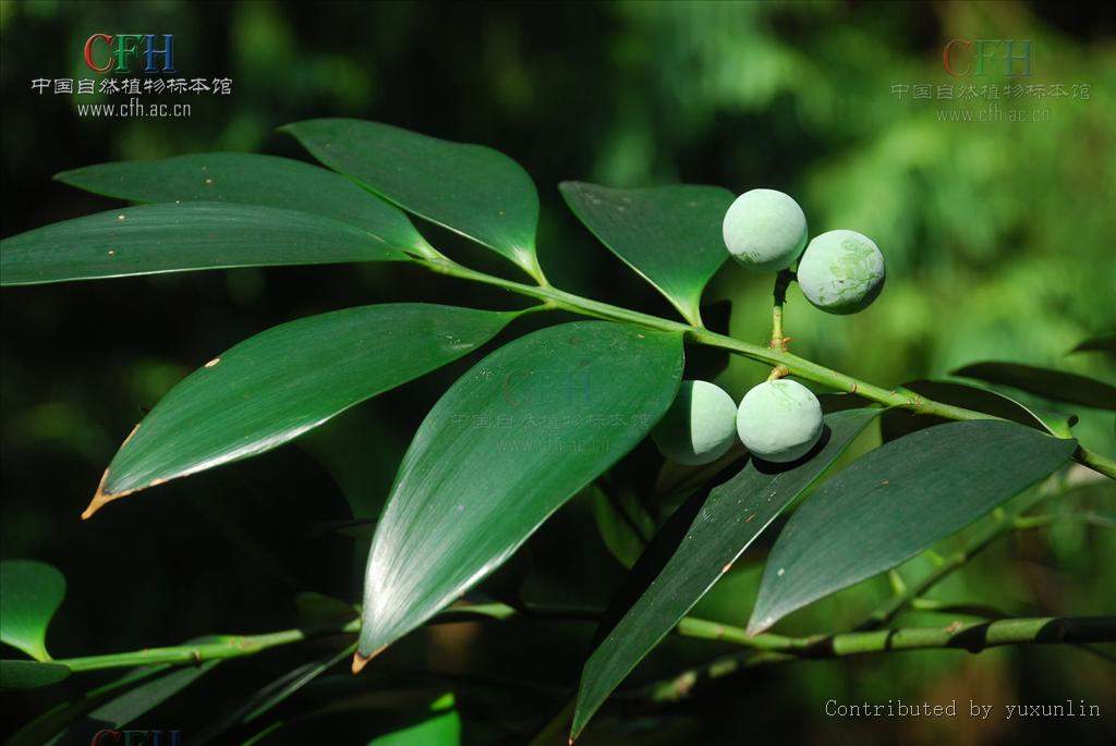 p>长叶竹柏(学名: i>nageia fleuryi /i> (hickel) de laubenfels)是