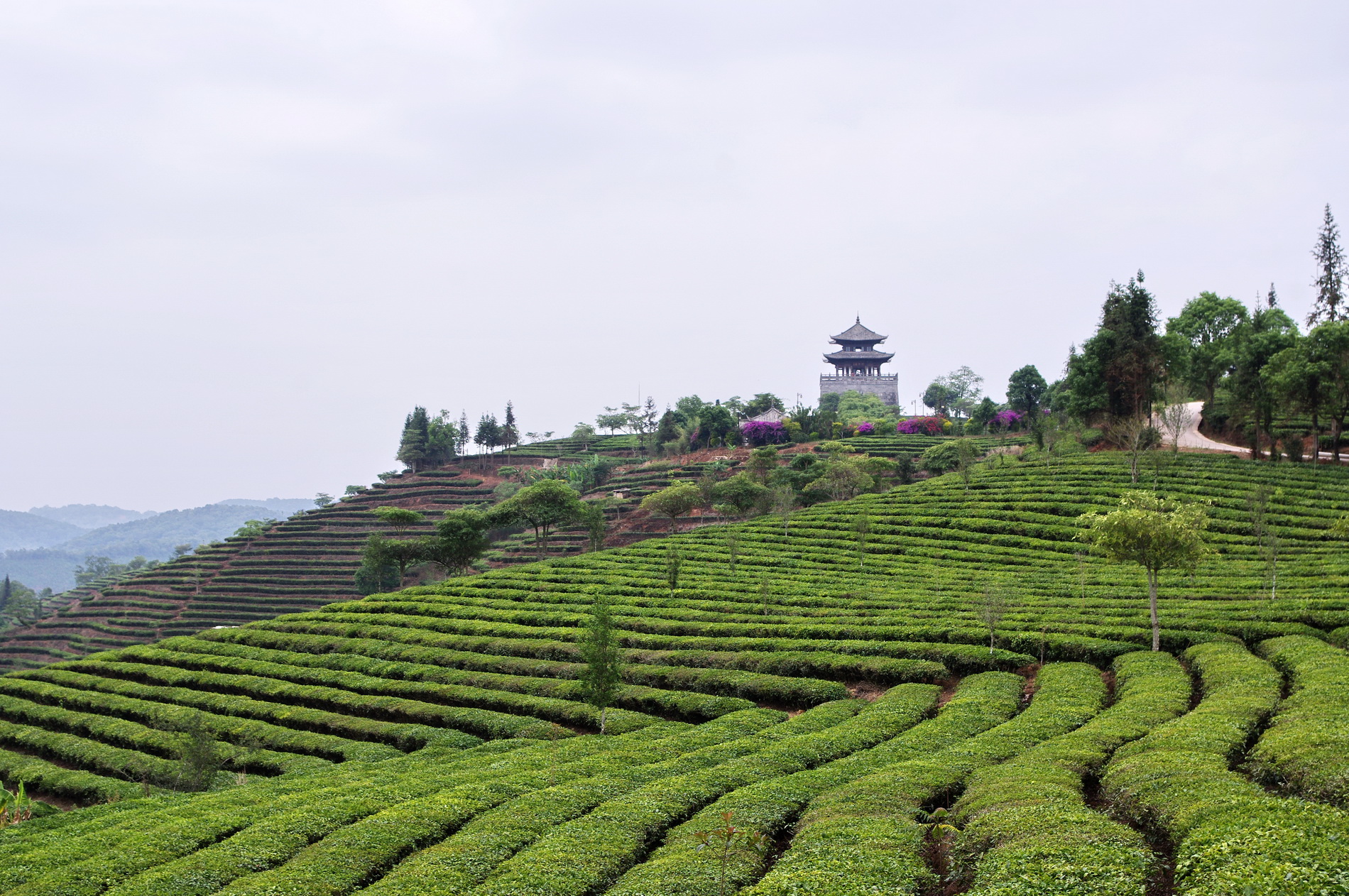 中华普洱茶博览苑