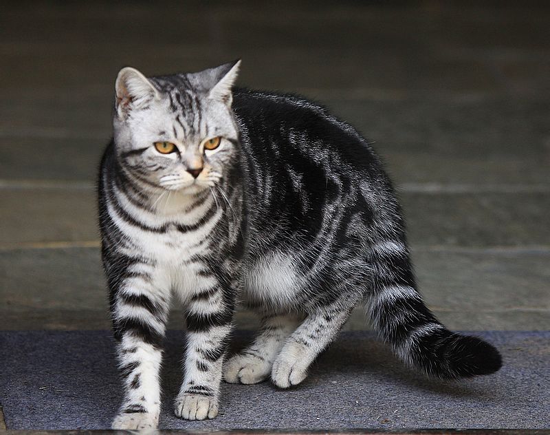 " data-lemmaid="3601340">土猫 /a>,而是从美国虎斑猫培育出来的猫种