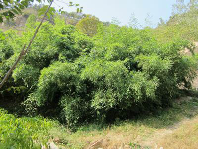  p>竹,又名竹子.品种繁多,有毛竹,麻竹,箭竹等.