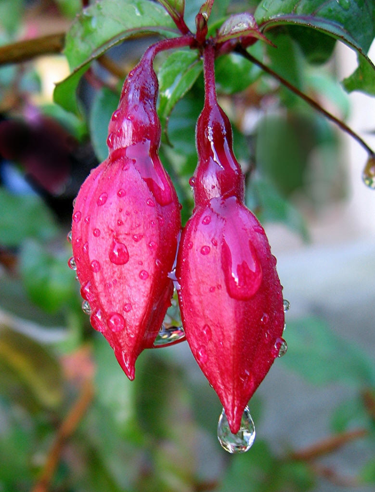  p>倒挂金钟属( a target="_blank" href="/item/拉丁名">拉丁名 /a>