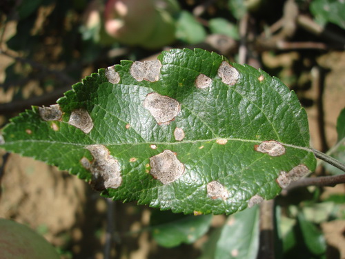 佛手瓜叶点霉叶斑病