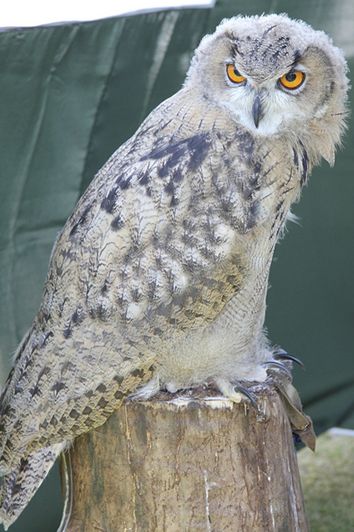  p>雕鸮【diāo xiāo】(学名: i>bubo bubo /i>):亦称雕枭.