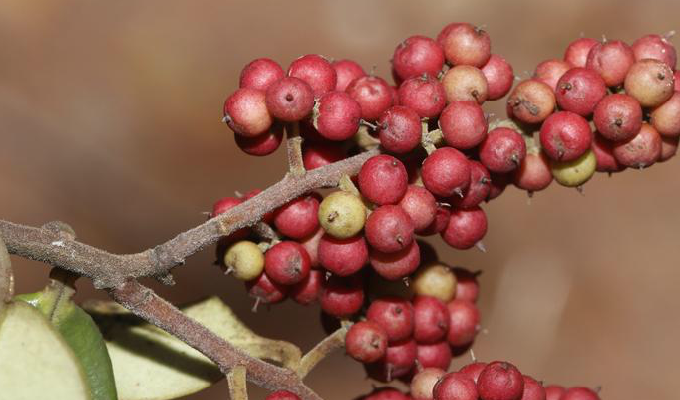  p>厚叶白花酸藤果:为变种,树皮光滑,很少具皮孔;小枝密被柔毛,极少