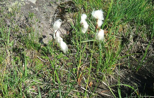  p>东方羊胡子草(学名:eriophorum angustifolium,honck.