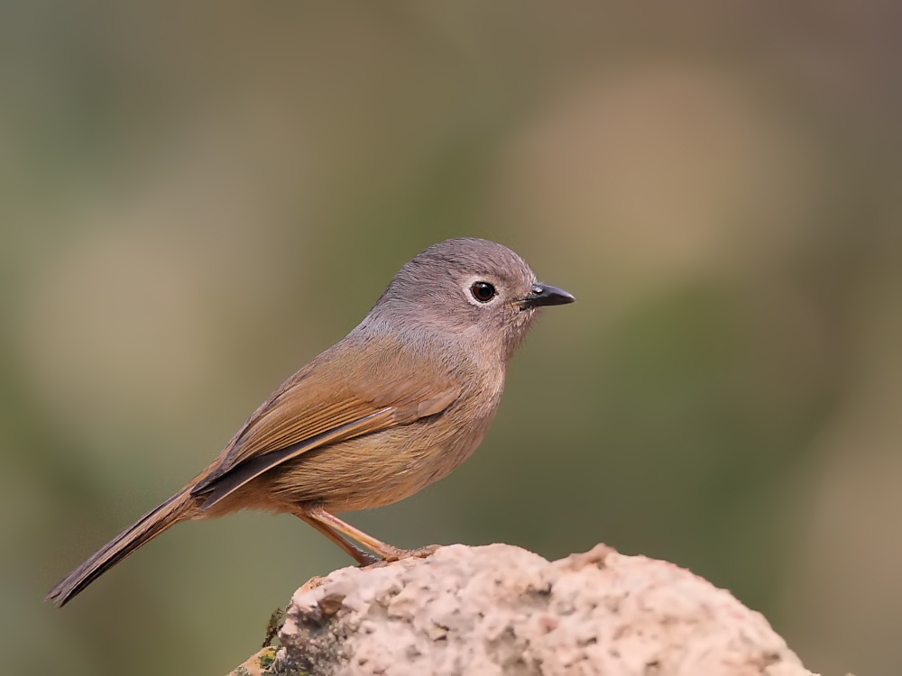  p>灰连雀(学名:hypocolius ampelinus)是鸟纲雀形目灰连雀科的仅有 a