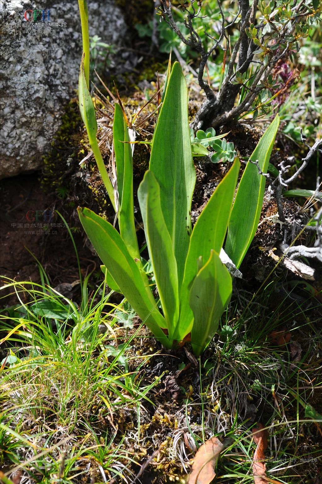 ligularia pleurocaulis