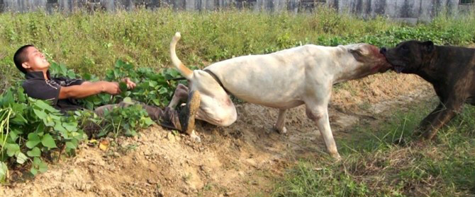  p data-id="go1adsmtr7">库达犬(bully kutta