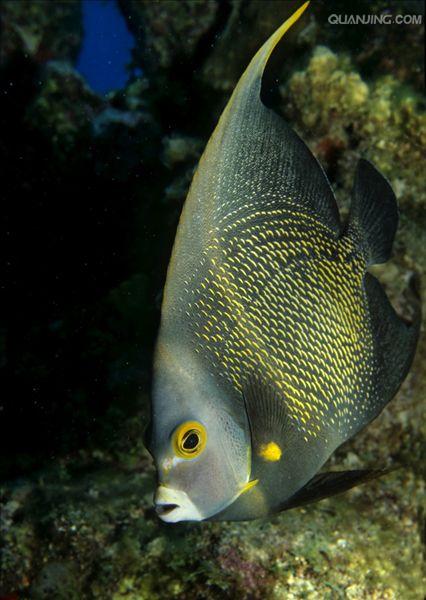  p>法国神仙鱼所属棘蝶鱼科,分布于加勒比海,太平洋珊瑚礁海域.
