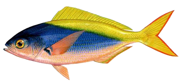  p>黄背梅鲷属于笛鲷科. /p>