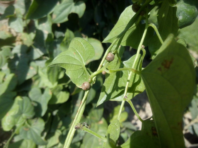  p>高山薯蓣(学名: i>dioscorea delavayi /i> franchet)是 a target=