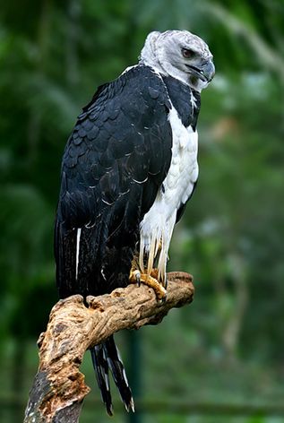 american harpy eagle