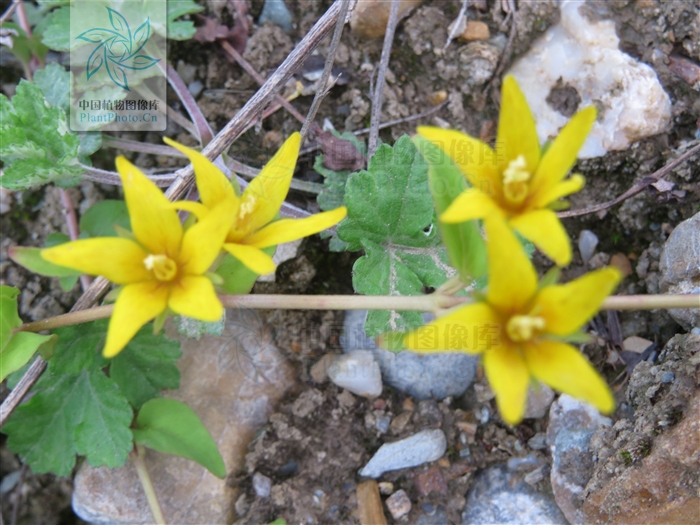 茎纤细,长10~40厘米.叶对生,茎端的2对密聚,呈轮生状,叶片阔卵形或