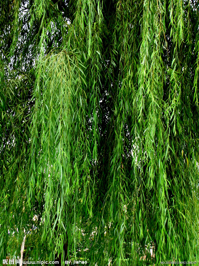  p>藏柳(学名:salix zangica n. chao)是杨柳科柳属植物.