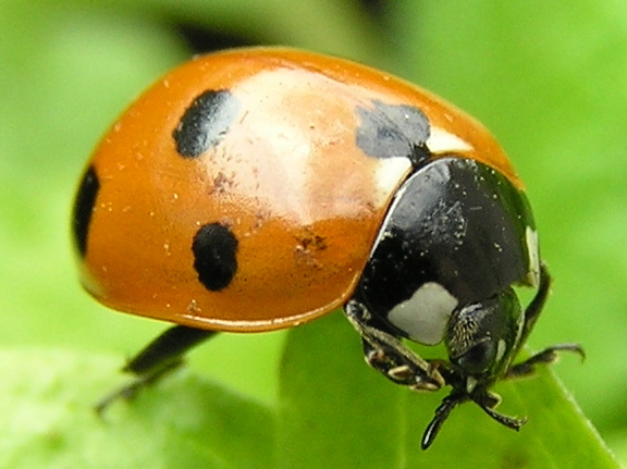  p>七星瓢虫(学名: i>coccinella septempunctata /i>)是瓢虫科,瓢虫
