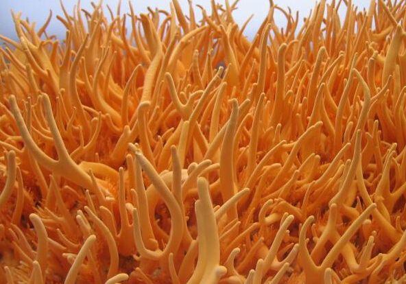  p>北虫草是北冬虫夏草的简称,也叫蛹虫草或蛹草,是菌结合的药用真菌.