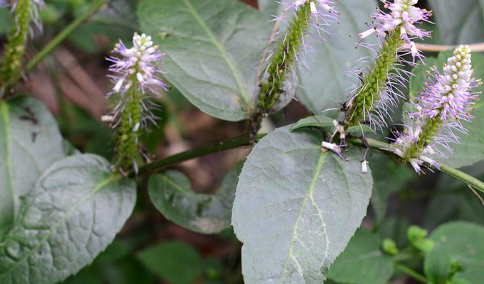 veronicastrum stenostachyum (hemsl.) t. yamaz. subsp.