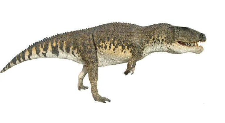 从复原图上看,波斯特鳄有些像鳄鱼和霸王龙的杂交种.