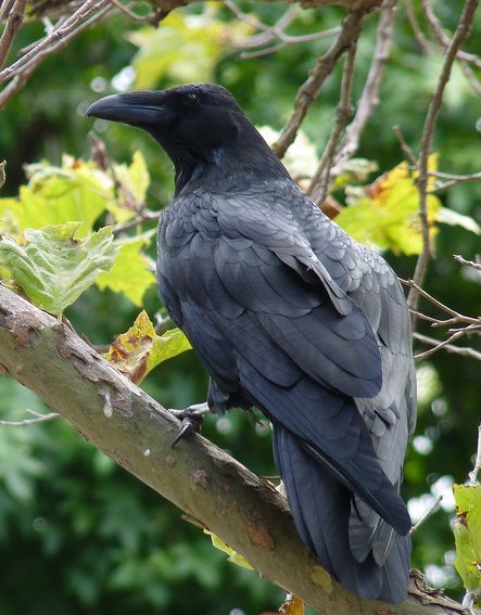  p>渡鸦(学名: i>corvus corax /i>):是一种全身黑色的大型 a href="