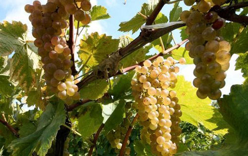 英文名为vidal,属于白色葡萄品种类,威代尔成熟缓慢但稳定,皮厚,较易