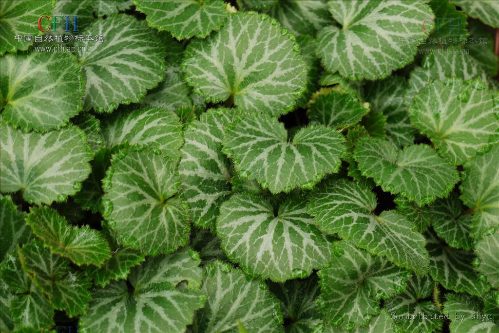 ="229000">被子植物门 /a>, a target="_blank" href="/item/虎耳草科