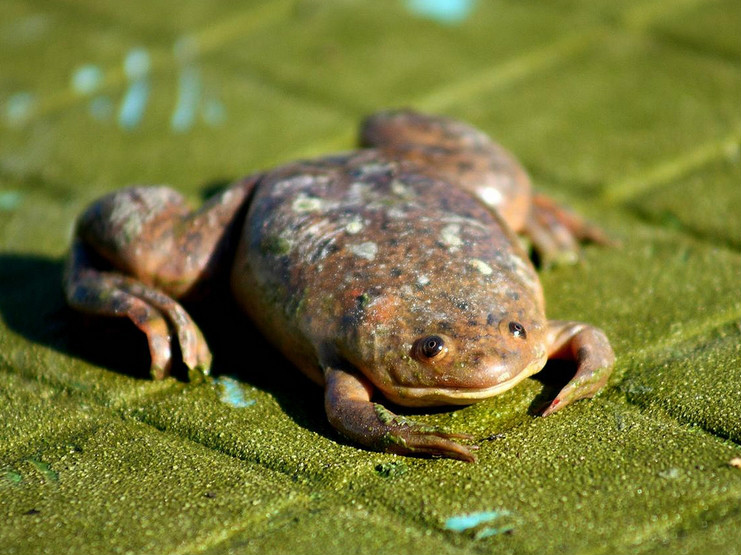 african clawed frog