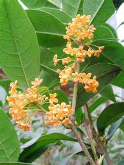  p>月月红(学名: i>osmanthus fragrangs /i> 'chenghuang