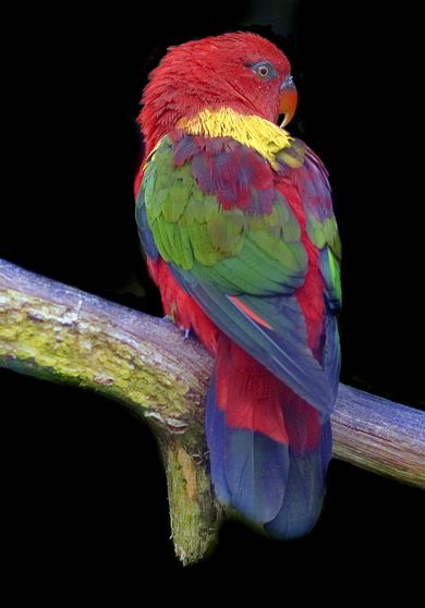  p>喋喋吸蜜鹦鹉(学名:lorius garrulus)羽色鲜艳,鸟体为红色,肩膀为