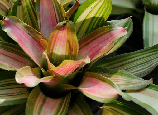 粉纱同心彩叶凤梨