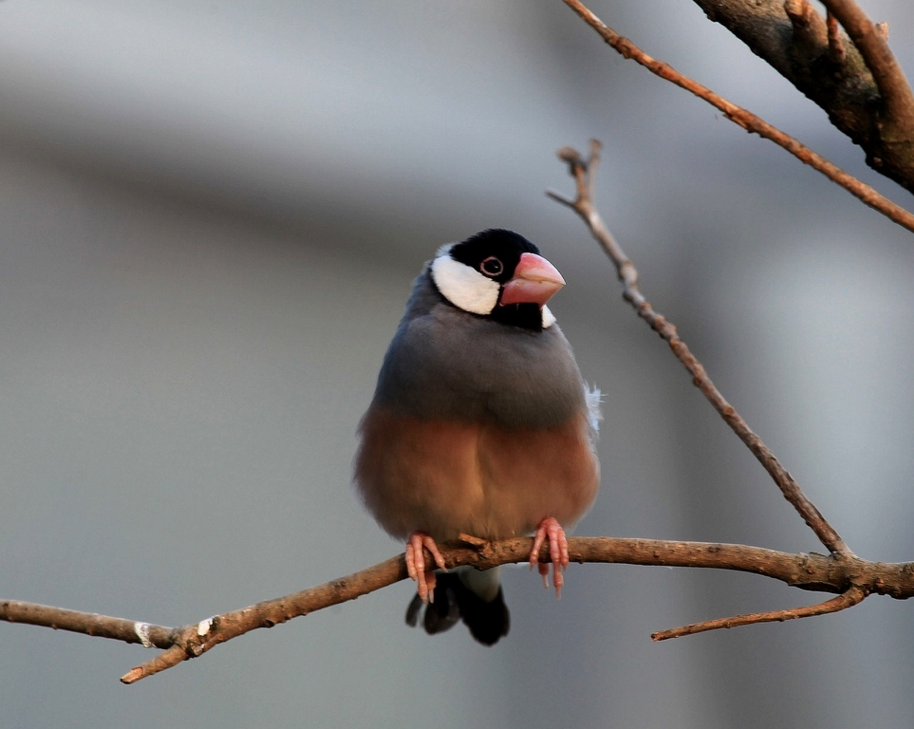  p> b>黑白文鸟 /b>(学名: i>lonchura bicolor /i>),是梅花雀科文鸟