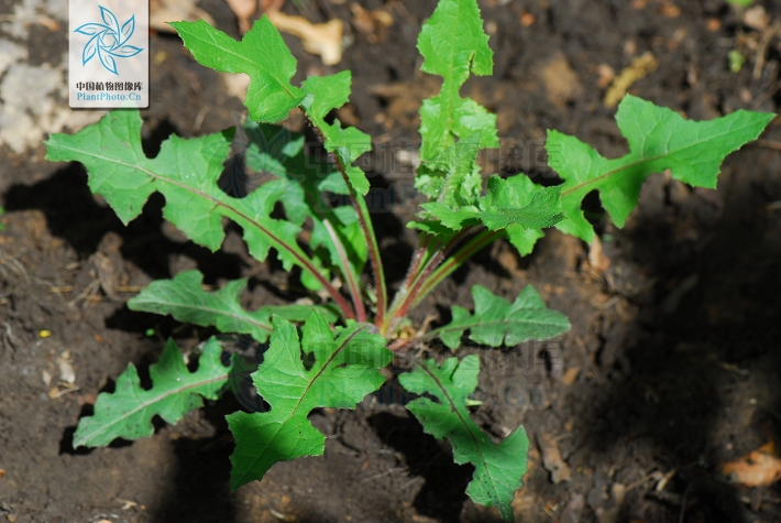  p> b>翼柄翅果菊 /b>(学名: i>pterocypsela triangulata /i>)是菊科