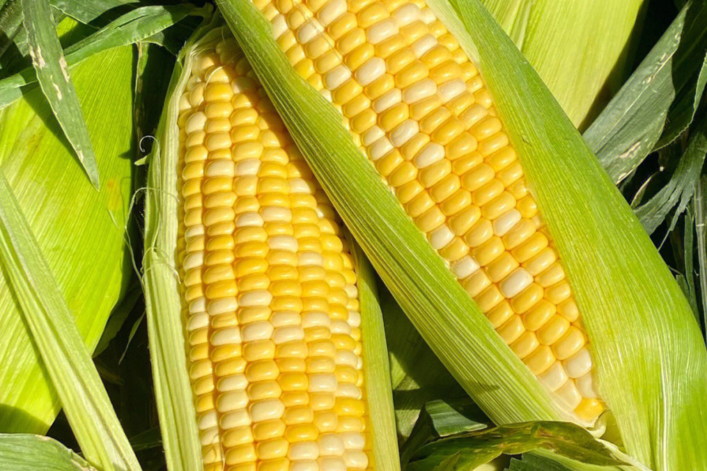  p data-id="gmvelpvwxc">铁旭226是一个玉米品种,辽宁省春播生育期