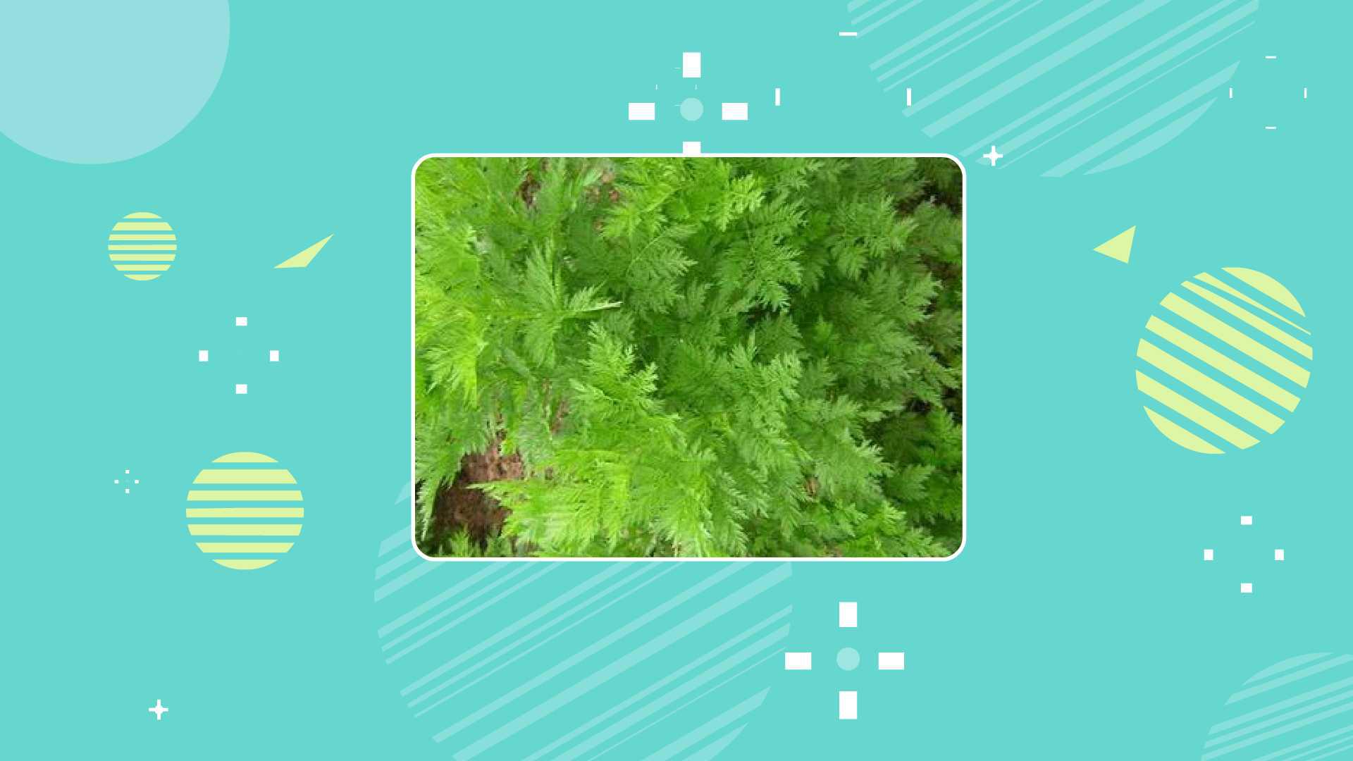 臭蒿:是菊科、蒿属的一种草本植物