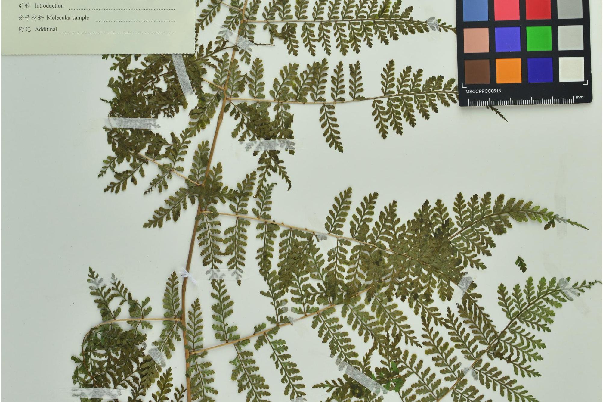  p>素功鳞毛蕨(学名: i>dryopteris wusugongii /i> li bing zhang)是