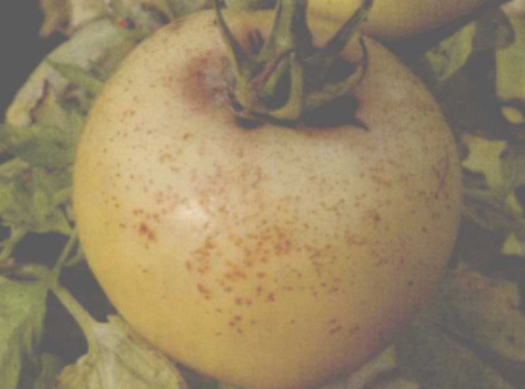  p>番茄疮痂病是由野油菜黄单胞菌疮痂致病变种引起的,发生在 a