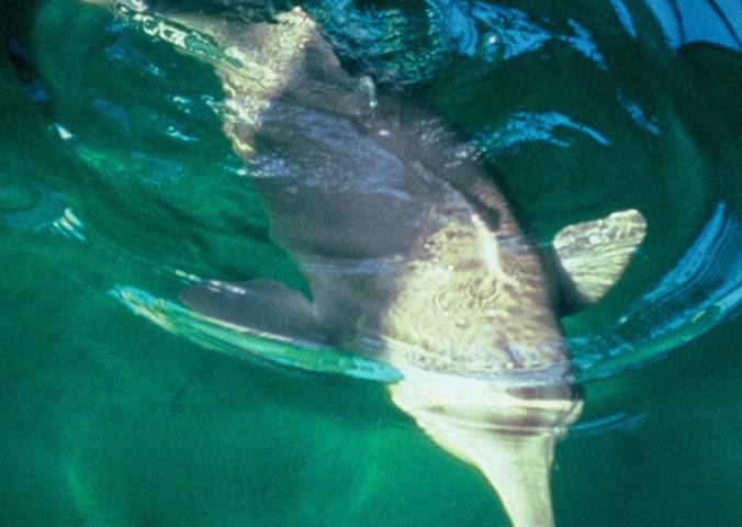 yangtze river dolphin