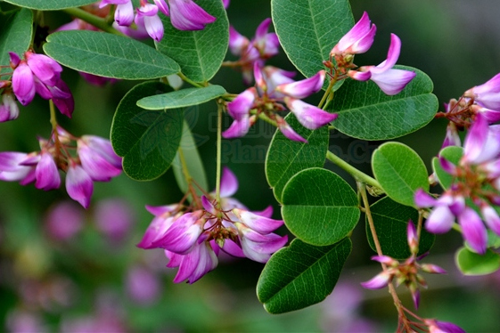  p>小雀花,是 a target="_blank" href="/item/豆科/3672199" data