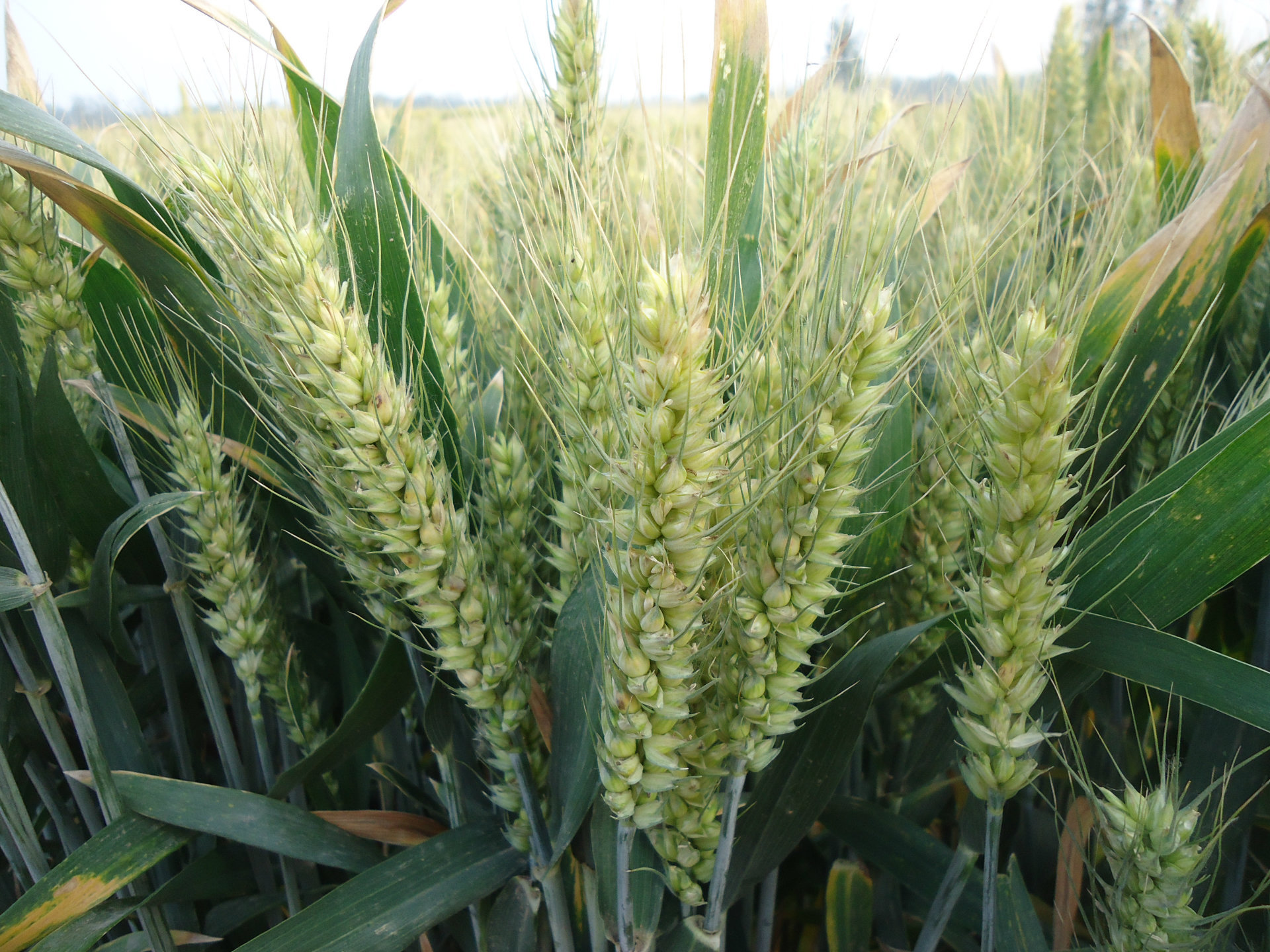 href="/item/小麦/10237" data-lemmaid="10237">小麦 /a>品种