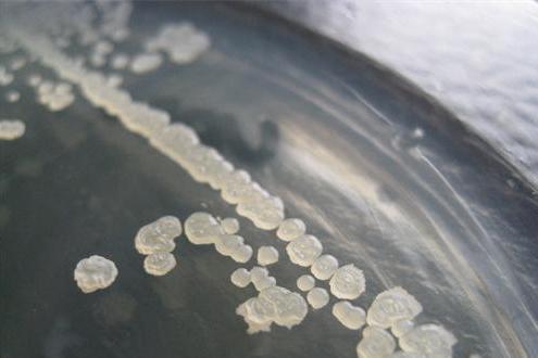 芽孢(endospore)又称 a href="#" data-lemmaid="7279164">内生孢子 