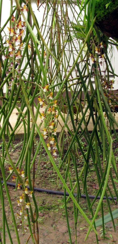  p>短茎隔距兰(学名:cleisostoma parishii (hook. f.