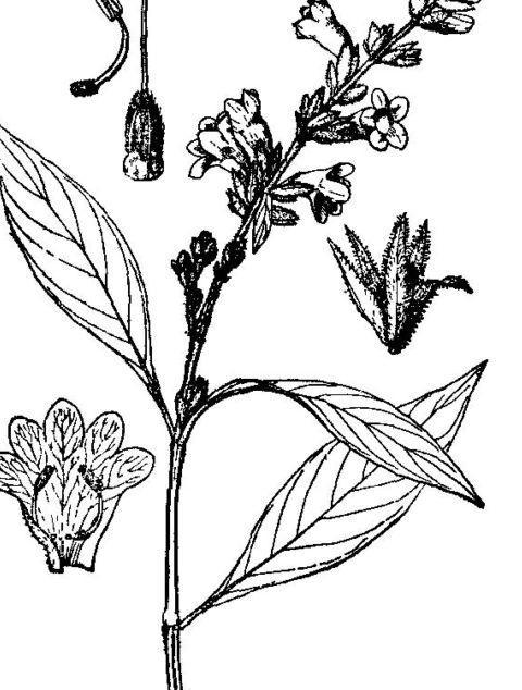 5米.茎初圆柱形,被白色或黄褐色长柔毛,后略四棱,树皮变灰色脱落. /p>