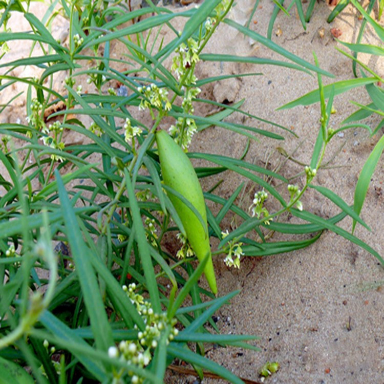 白前（夹竹桃科白前属植物）_百度百科