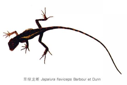  p>草绿龙蜥(学名: i>japalura flaviceps /i>)是鬣蜥科,龙蜥属的爬行