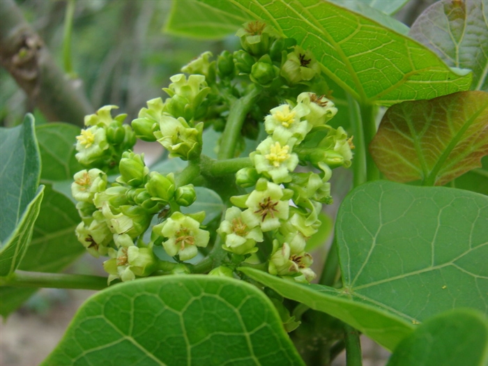  p data-id="8oiq3br">麻疯树元谋家系35号是一种大戟科,麻风树属植物