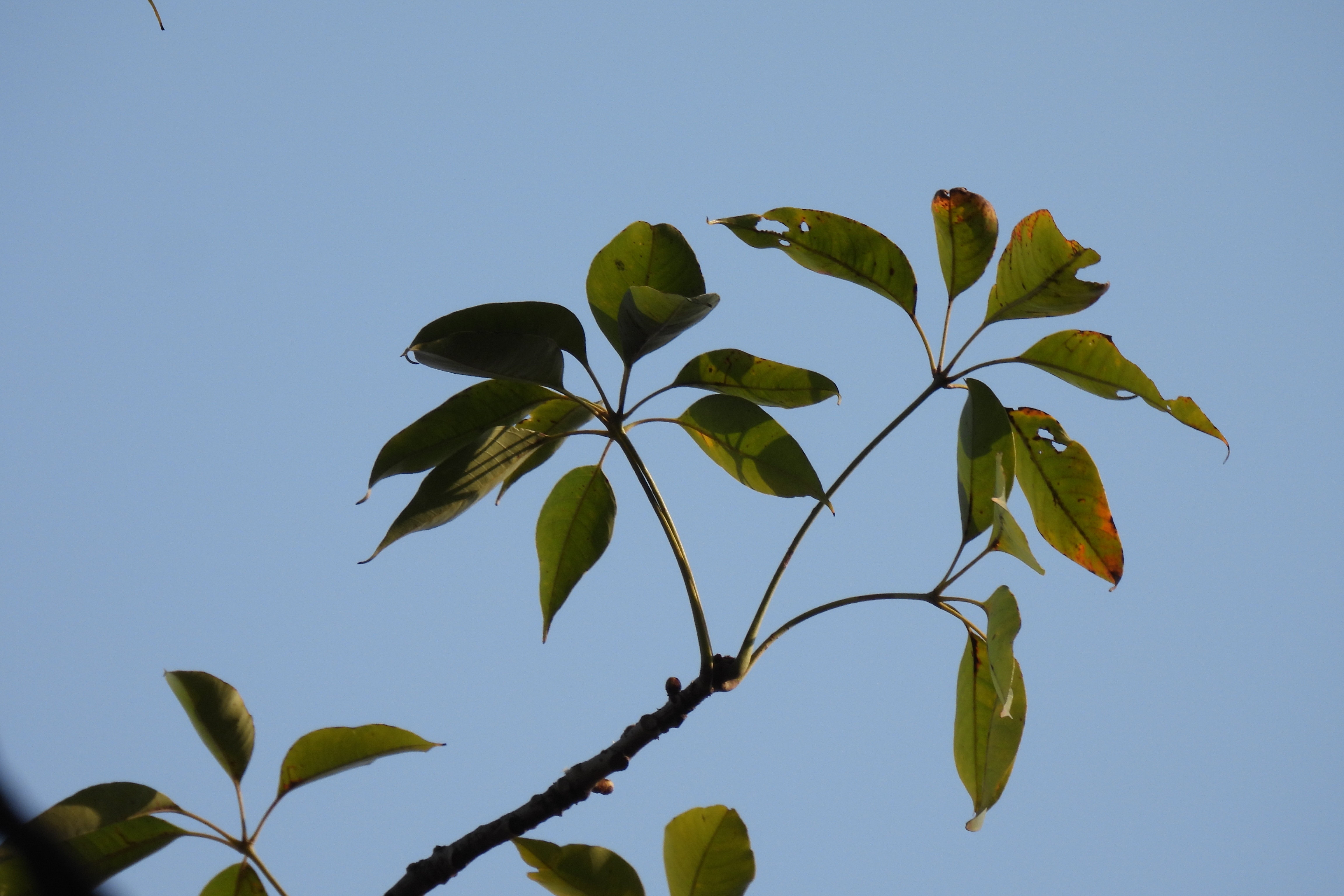 是木棉科,木棉属落叶大乔木,树皮灰白色,幼树的树干通常有圆锥状荡种