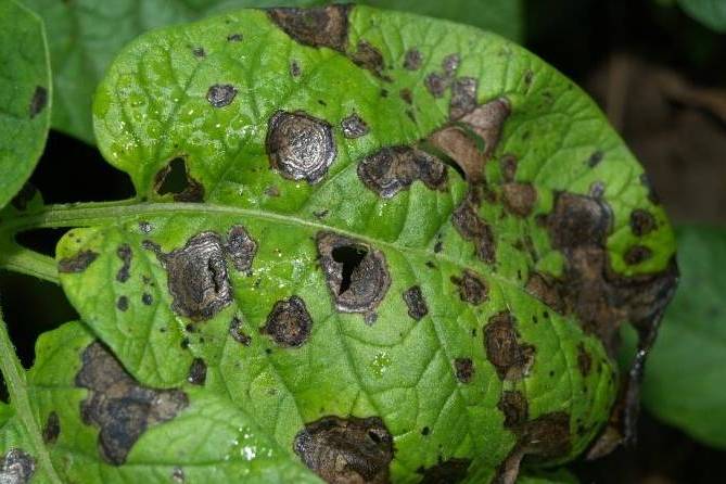  p>马铃薯早疫病俗称夏疫病,轮纹病或干斑病,是由 a href="#" data