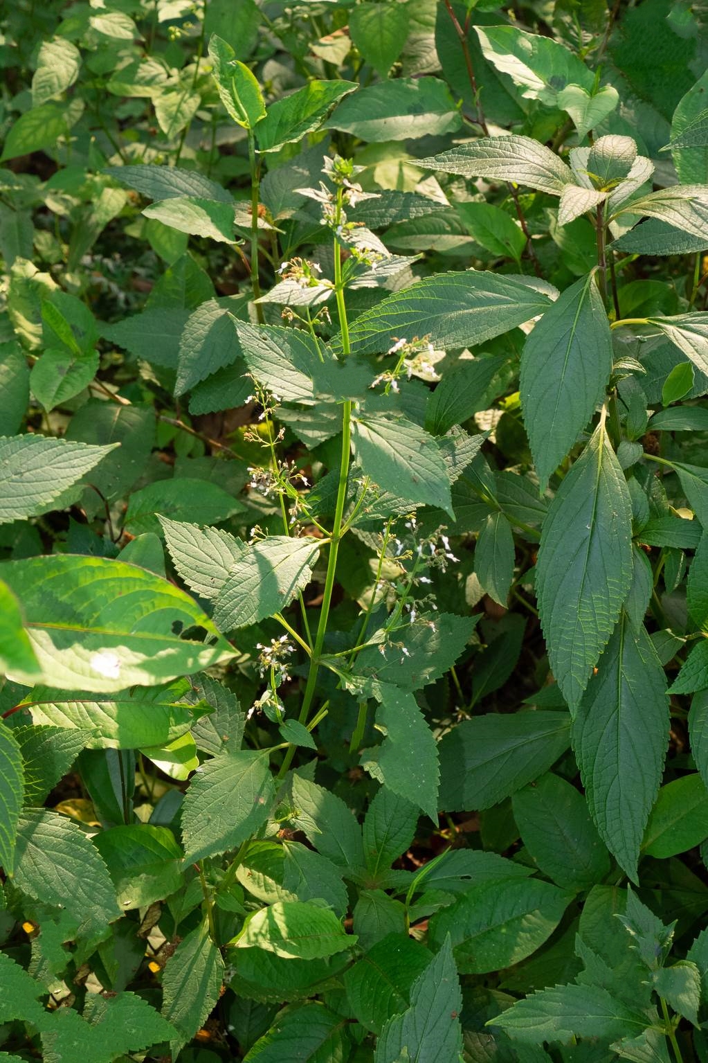  p>线纹香茶菜(学名: i> /i> i>isodon lophanthoides /i> (buchanan